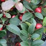 Gaultheria procumbens Blatt