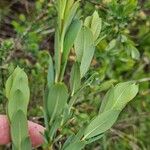 Salix caesia Leaf