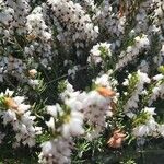 Erica arborea Fleur