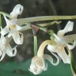 Cyrtorchis monteiroae Flor