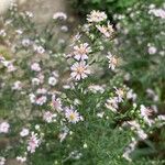 Symphyotrichum ericoides Flor