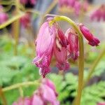 Dicentra formosa 花