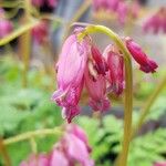 Dicentra formosa Цвят