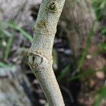 Calliandra tweediei Bark