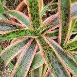 Agave maculata Leaf