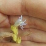 Phelipanche ramosa 花