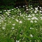 Stellaria palustris عادت داشتن