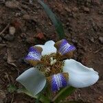 Trimezia northiana Flower