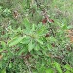 Sideroxylon lanuginosum Habit