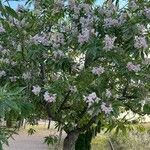 × Chitalpa tashkentensis Habit