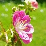 Lewisia longipetala ᱵᱟᱦᱟ