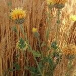 Centaurea collina Leaf