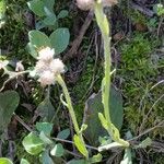 Antennaria parlinii Virág