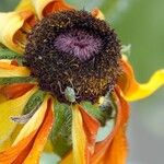 Rudbeckia hirta Cvet