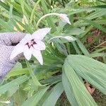 Gladiolus murielaeFlor