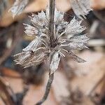 Salvia verticillata Fruit