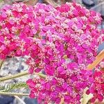 Achillea distans Floare