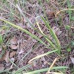 Nothoscordum gracile 葉