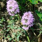 Thymus serpyllum 葉