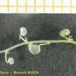 Utricularia minor Vaisius