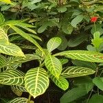 Sanchezia nobilis Folha