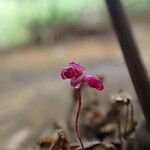 Bulbophyllum sanfordii Kwiat