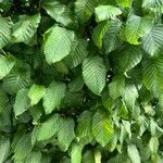 Carpinus orientalis Blad