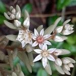 Sedum anglicum Flower