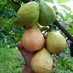 Psidium guajava Frukt