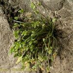 Asplenium seelosii Habitus