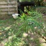 Pinus pinea Leaf