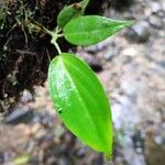 Peperomia ciliolibractea