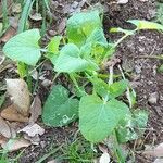 Lactuca macrophylla Feuille