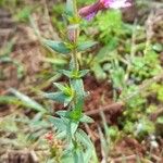 Cuphea glutinosa Habit