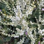 Salvia argentea ফুল