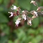Circaea lutetiana Flower
