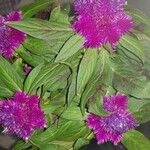 Celosia argenteaFlower