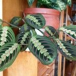 Maranta leuconeuraFrunză