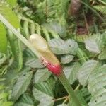Leea guineensis फूल