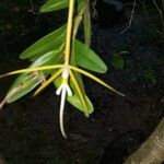 Epidendrum nocturnum Ліст