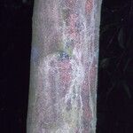 Carallia brachiata Bark