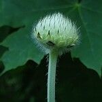 Cephalaria gigantea Flower