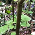 Plectranthus fruticosus Rinde