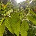 Leea guineensis पत्ता