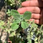 Coleus hadiensis Leaf