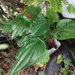 Philodendron hederaceum Blatt