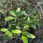 Lithocarpus edulis Leaf