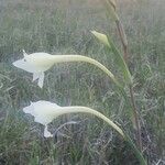 Gladiolus gunnisii Kvet
