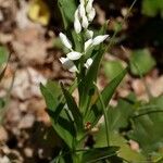 Cephalanthera longifolia Цветок