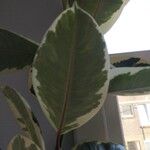 Ficus elasticaList